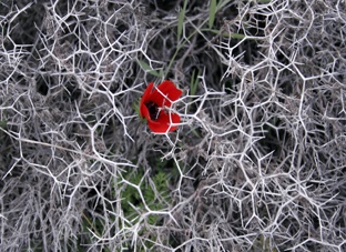 ססמוקלף – קלפים למטפלים