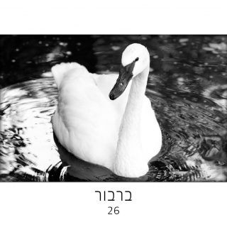 נפש חיה – קלפי חיות ככלי טיפולי