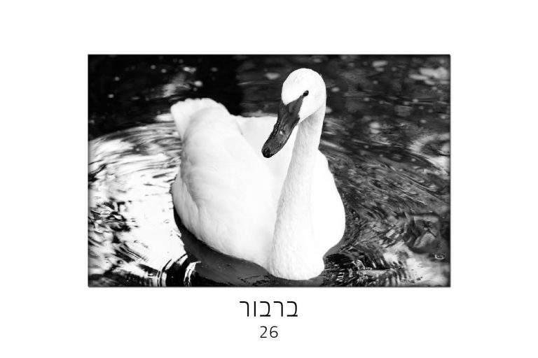 נפש חיה – קלפי חיות ככלי טיפולי