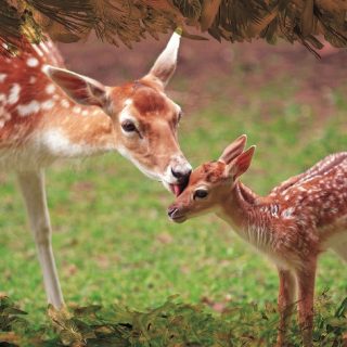 חיית השדה – קלפים טיפוליים באמצעות בעלי חיים