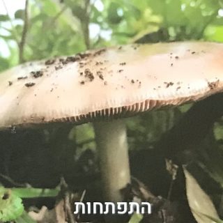 תמונה למחשבה קלפים לטיפול אימון והשראה