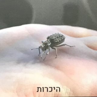 תמונה למחשבה קלפים למטפלים ומאמנים