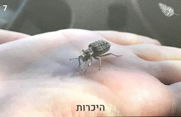 תמונה למחשבה קלפים למטפלים ומאמנים