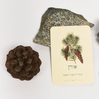 ערכת קלפי ארומתרפיה לטיפול והשראה ROSECARDS